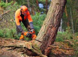 Best Tree Preservation Services  in Agoura Hills, CA