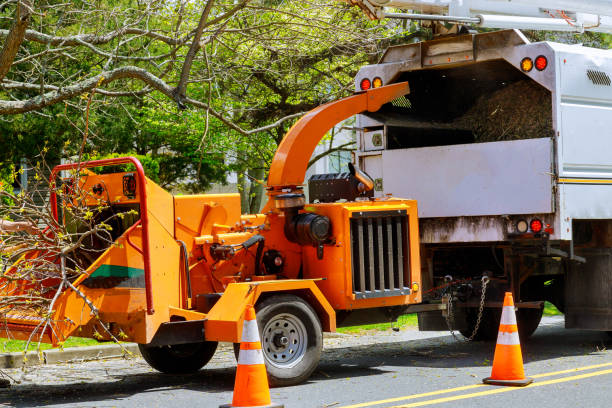 Best Lawn Drainage Solutions  in Agoura Hills, CA