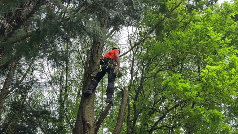 Best Tree Health Inspection  in Agoura Hills, CA