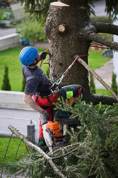 Best Palm Tree Trimming  in Agoura Hills, CA