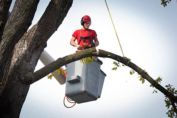 Best Arborist Consultation Services  in Agoura Hills, CA