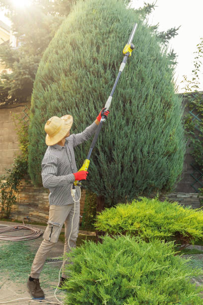 Best Hazardous Tree Removal  in Agoura Hills, CA