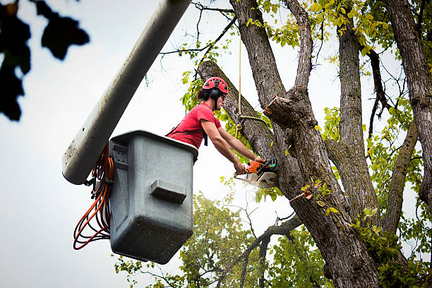 Best Storm Damage Tree Cleanup  in Agoura Hills, CA